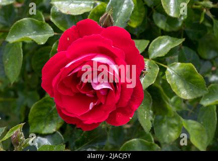 Bright red bicolor hybrid tea rose flower with pink reverse in the sunny garden Stock Photo