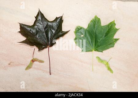 Spitzahorn (Acer platanoides), auch Spitzblättriger Ahorn - Blätter (Oberseite) und Früchte Stock Photo