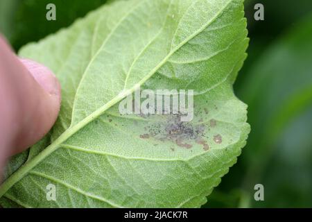 Swammerdamia pyrella is a moth of the family Yponomeutidae. It is found in Europe, North America and Japan. The larvae feed on fruit trees. Stock Photo