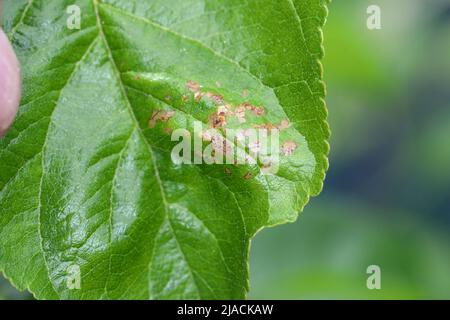 Swammerdamia pyrella is a moth of the family Yponomeutidae. It is found in Europe, North America and Japan. The larvae feed on fruit trees. Stock Photo