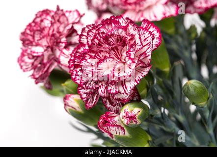 Pink and white dianthus caryophyllus flowers isolated on white background. Stock Photo