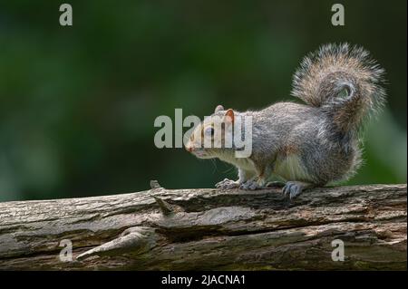 Grey Squirrel Sciurus carolinensis resting on a bird feeder log  at a nature reserve in Norfolk, UK Stock Photo