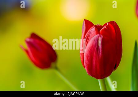 red tulips on a soft blurred background at close range Stock Photo