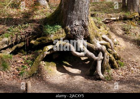 Forest of Dean Sculpture park Stock Photo