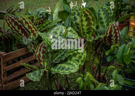 Green leavs of plants for sale Stock Photo
