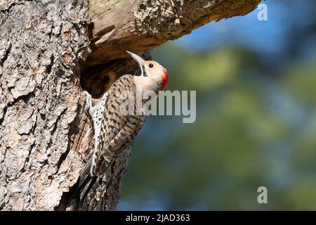 Northern Flicker (Colaptes auratus), Woodpecker Stock Photo