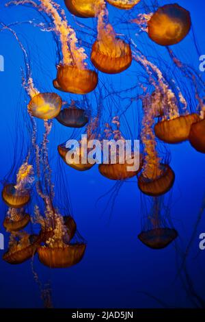 Group of Black Sea Nettle jellyfish, sea jellies, swimming together in open water off the coast of southern California Stock Photo