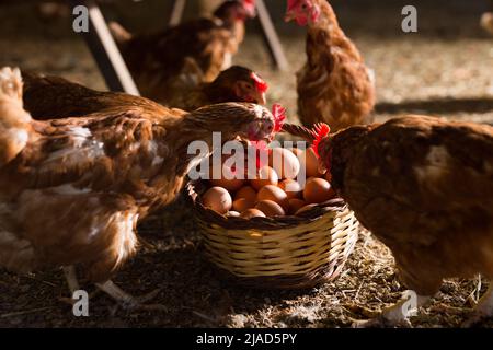 Chickens looking into basket with eggs in poultry house Stock Photo