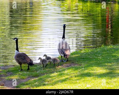 A pair of Canada Geese with three goslings in Locke Park Lake Redcar in spring Stock Photo