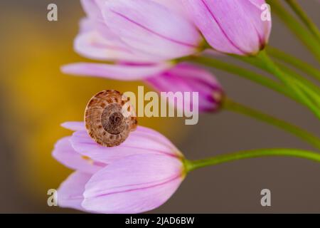 Little snail on delicate pink flowers Stock Photo