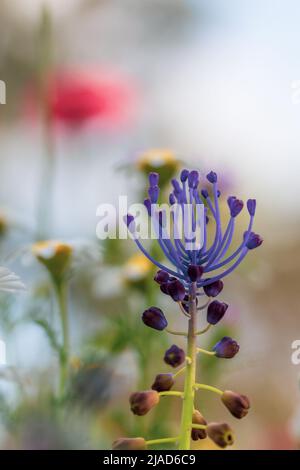 Vertical view from below of tassel hyacinth (Leopoldia comosum) among other wildflowers at sunset Stock Photo