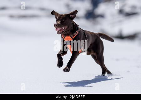 Chocolate brown Labrador running in the snow, Austria Stock Photo