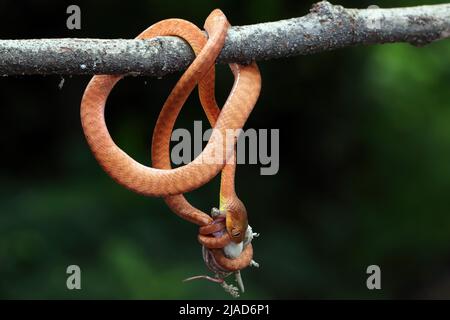 Juvenile Red boiga snake hanging on a branch eating a rodent, Indonesia Stock Photo