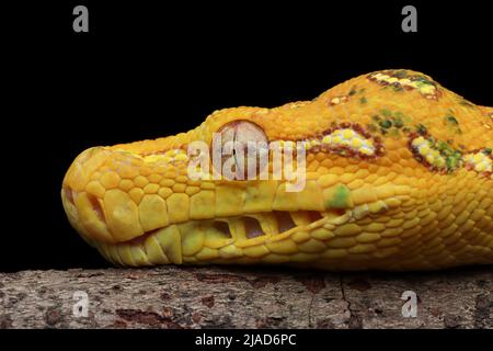 Close-up of a Juvenile Green tree python's head on a branch, Indonesia Stock Photo