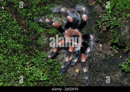 Overhead view of Hamorii tarantula (Brachypelma hamorii) on mossy ground, Indonesia Stock Photo