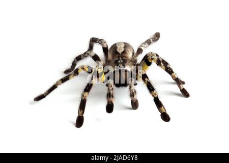 Indian ornamental spider on a white background Stock Photo