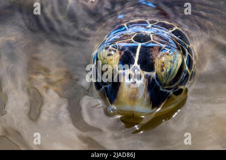 Close-up of a Green Sea Turtle (Chelonia mydas) in ocean peeking out of water, Indonesia Stock Photo