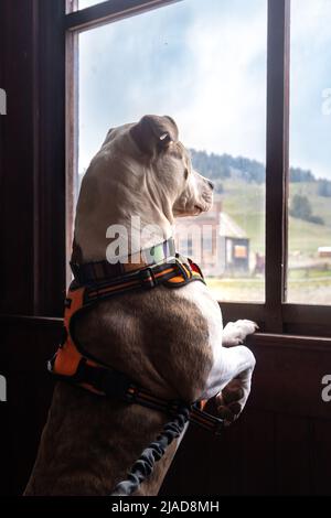Molson, WA - USA: 05-10-2022: Puppy dog looks out bank window at town buildings Stock Photo