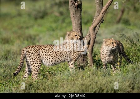 Cheetah siblings clawing acacia tree, Tanzania Stock Photo