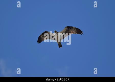 Western Osprey Pandion haliaetus Scotland Stock Photo