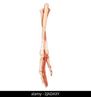 Forearms Skeleton Human back Posterior dorsal view. 3D ulna, radius, hand, carpals, wrist, metacarpals, phalanges Anatomically correct realistic flat Vector illustration isolated on white background Stock Vector