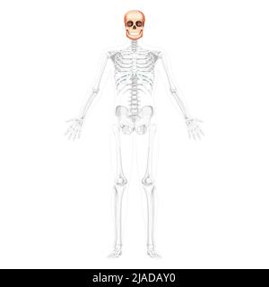 Human head Skull Skeleton front view with open hands partly transparent body position. Jaws Anatomically correct model. Chump realistic flat concept Vector illustration isolated on white background Stock Vector