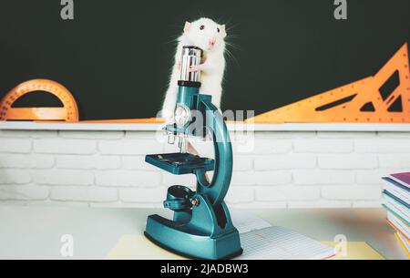 Rat sitting on microscope. Concept of funny animals in university, studying in the classroom. Education exam college, high school concept. Stock Photo