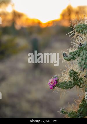 Vibrant pink flower on cholla cactus at sunset Stock Photo