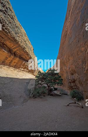 Sun and Shade in a Narrow Desert Canyon in Arches National Park in Utah Stock Photo