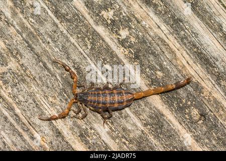 Striped Bark Scorpion - Centruroides vittatus Stock Photo