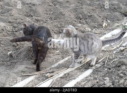 Gray domestic cat fighting with black cat in rural area Stock Photo