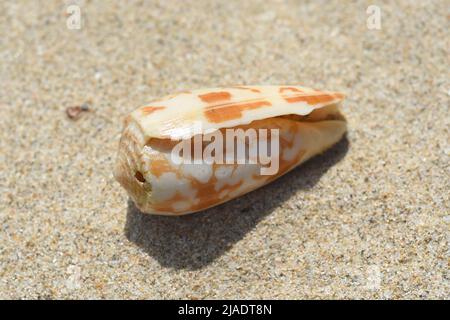 Seashells of South China sea of Vietnam Stock Photo