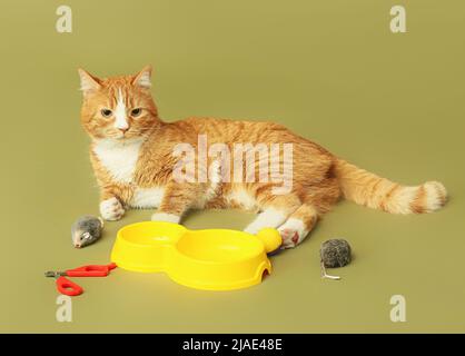 Cute cat near bowls with toys and claws clipper for pet on green background Stock Photo