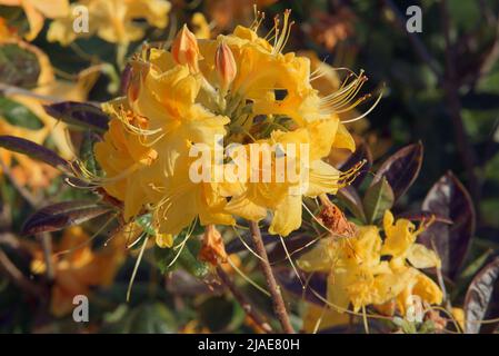 Rhododendron luteum, the yellow azalea or honeysuckle azalea in the bloom. The separate branch of the tree with the yellow  blossoms. Stock Photo