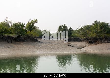 Sundarban, West Bengal, India - December 27, 2021: mangrove and river at sundarbans national park Stock Photo