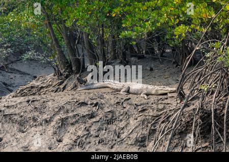 Sundarban, West Bengal, India - December 27, 2021: crocodile sunbathing sundarbans national park Stock Photo
