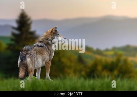 Close Wolf stands in the grass and looks into the distance against the backdrop of mountains Stock Photo