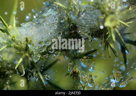 Raindrops on gorse spider mite web Stock Photo