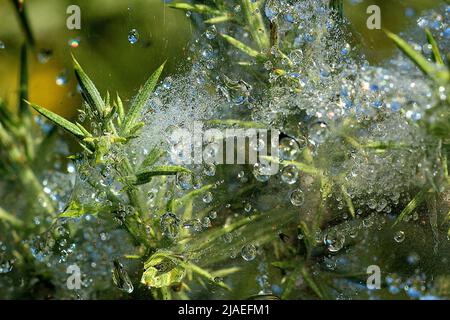Raindrops on gorse spider mite web Stock Photo