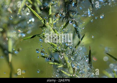 Raindrops on gorse spider mite web Stock Photo