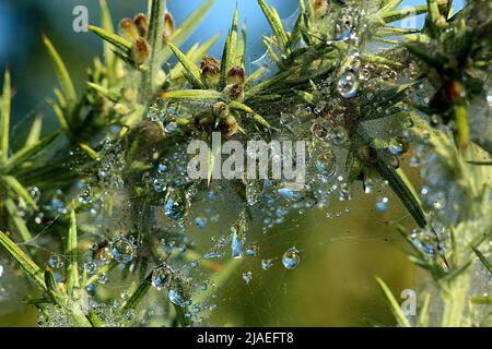 Raindrops on gorse spider mite web Stock Photo