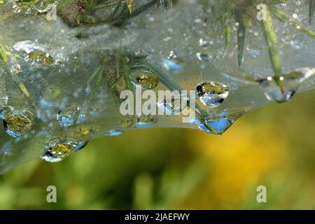 Raindrops on gorse spider mite web Stock Photo