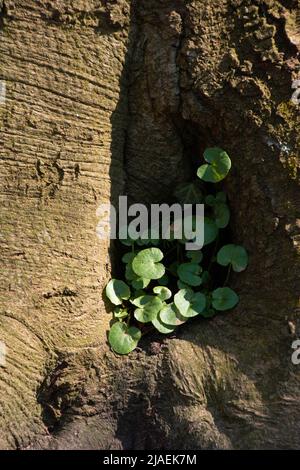 ivy growing on an old tree trunk theme as a very idyllic mood Stock Photo