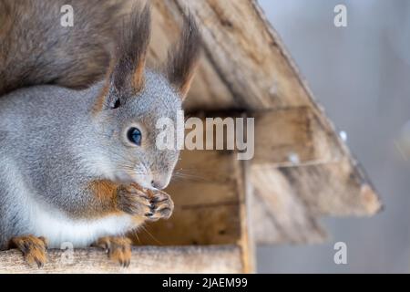 Eurasian red squirrel eats a nut sitting in a feeder in the winter forest. Squirrel close-up portrait Stock Photo