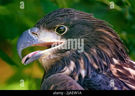 Juvenile bald eagle - Haliaeetus leucocephalus Stock Photo