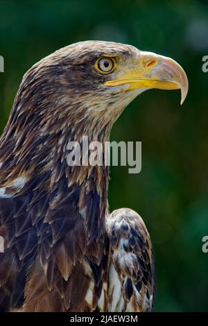 Immature bald eagle -  Haliaeetus leucocephalus Stock Photo