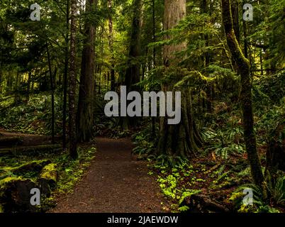 Forest trail in British Columbia with large Fir, Cedar, Spruce and Hemlock trees.  Conserving diversity that has been damaged by excessive logging. Stock Photo