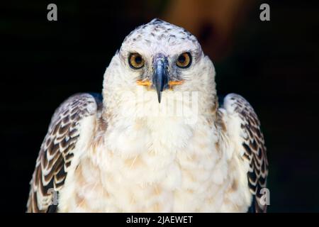 Juvenile crowned eagle - Stephanoaetus coronatus Stock Photo