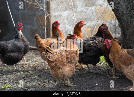 chicken for a walk. High quality photo Stock Photo