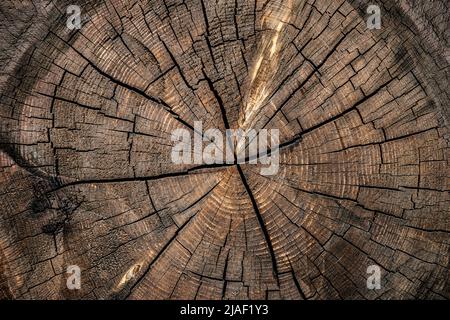 Closeup of old, worn, weathered section of wood with cracked annual growth rings pattern. Stock Photo